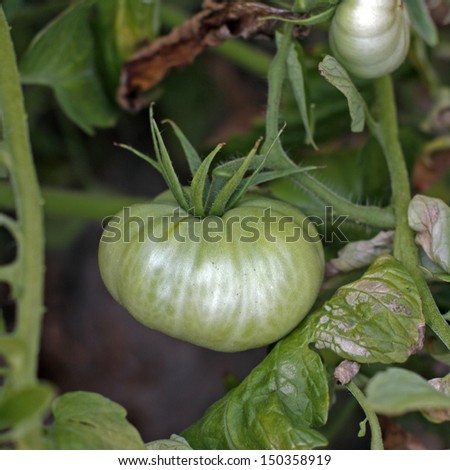 Tomato garden, green tomato