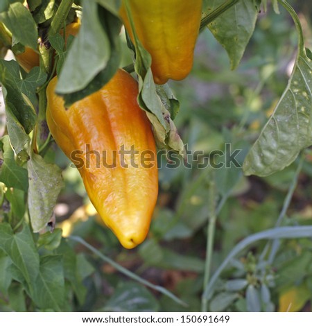 Paprika garden, Sweet pepper growing in the garden