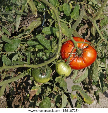 Tomato garden, red and green tomato