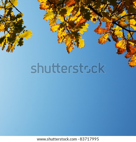 Autumn Oak Leaves on blue sky background with copy space