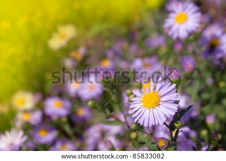 lilac daisies