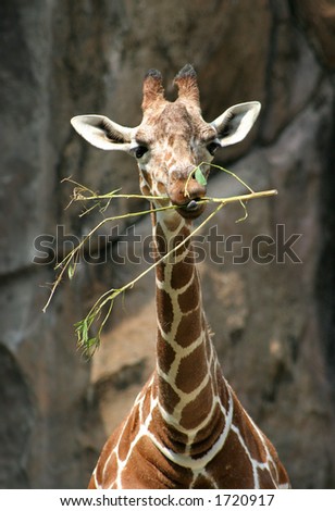 Baby Giraffe Eating