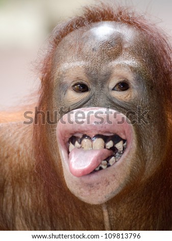 chimpanzee tongue