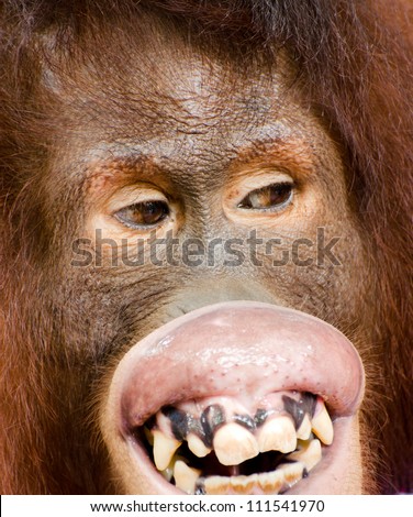 Chimpanzee Tongue