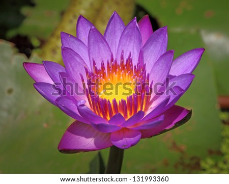 Close up of Blue Water Lily