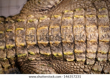 Crocodile skin closeup from alive body, useful for background or texture