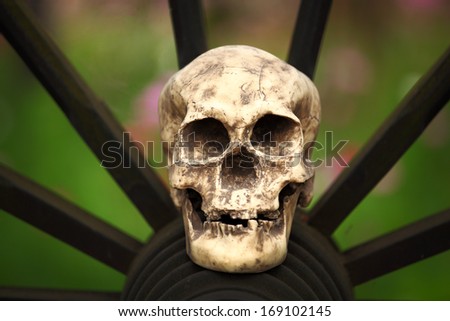 Human skull close up on blur with focus on nose and mouth