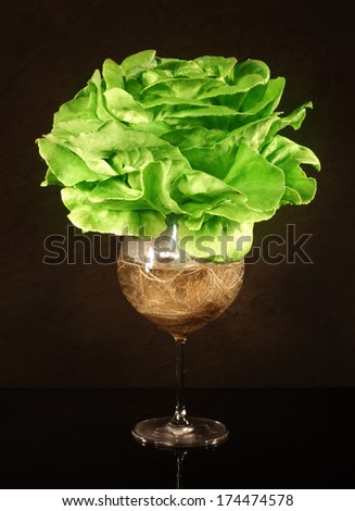 Butter Head hydroponic salad vegetable in wine glass