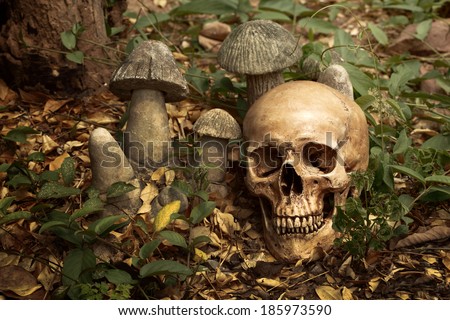 Still life art photography on skull in jungle