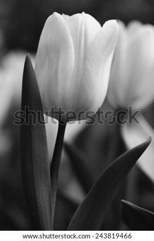 Yellow tulip nature shot selective focus on blur background black and white version
