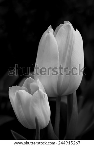 Yellow tulip nature shot selective focus on blur background black and white version