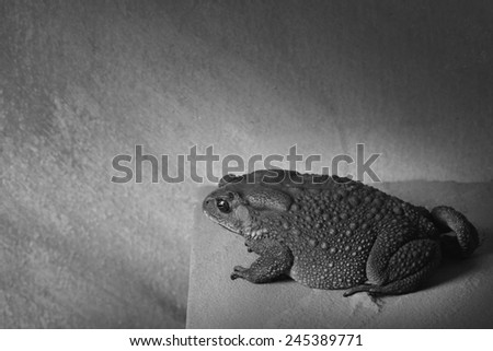 toad on sand stone table black and white version
