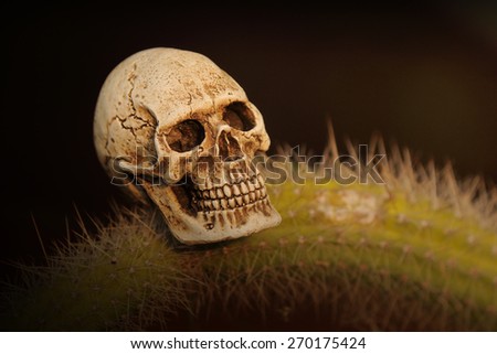 Human skull still life art close up on cactus garden