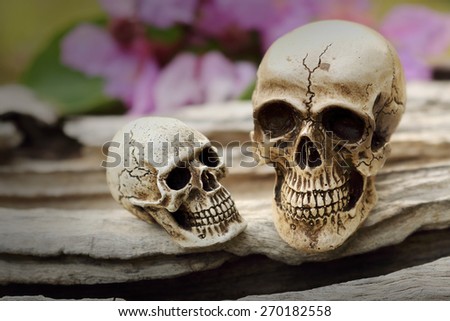 Human skull still life art close up in jungle