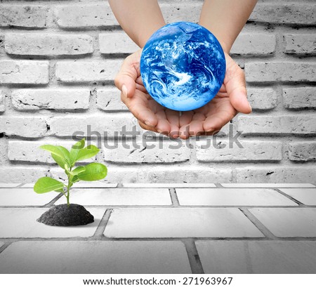 White brick wall background with little green tree on black soil and global earth in human hands for green concept Elements of this image furnished by NASA