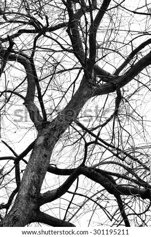 Black and white silhouette tree branches for abstract art photography in nature concept