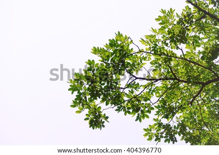 green leaves and branches on white background for abstract texture environment nature love earth concept for design and decoration