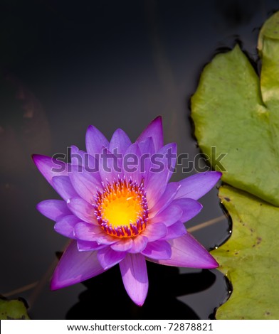 Water Lilly. Nymphaea is a genus of aquatic plants in the family Nymphaeaceae. There are about 50 species in the genus, which has a cosmopolitan distribution