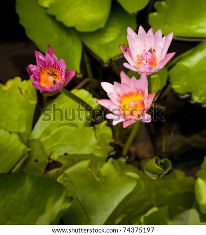 Nymphaea is a genus of aquatic plants in the family Nymphaeaceae. There are about 50 species in the genus, which has a cosmopolitan distribution.