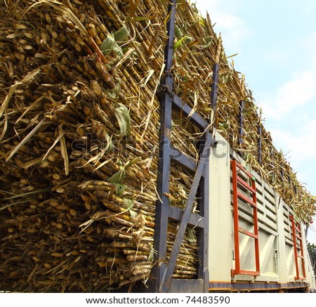 Sugarcane on a trailer ready to go to the sugar factory.