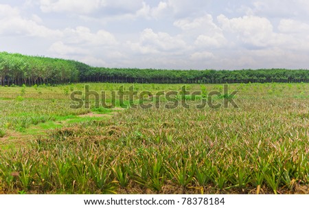 panorama scene of pineapple field in front and rubber field before cloudy skies in back