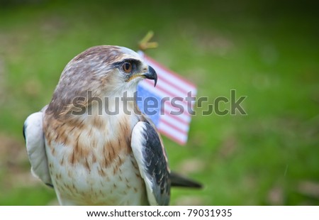 Young hunter : young black-shouldered kite hawk with US flag