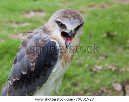 Young hunter : young black-shouldered kite hawk with US flag