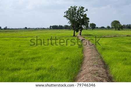 Rice field in early stage at Nonsung,Nakhonratchasima,Thailand.