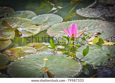 Nymphaea is a genus of aquatic plants in the family Nymphaeaceae. There are about 50 species in the genus, which has a cosmopolitan distribution