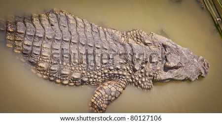 portrait of alive crocodylus siamensis : Freshwater or Siamese Crocodile in nature