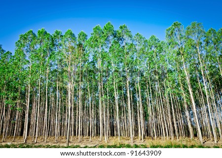 a tree is known by its fruit essay a tree is known by its fruit essay