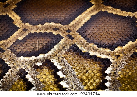 boa or python snake pattern skin from alive body in Thailand