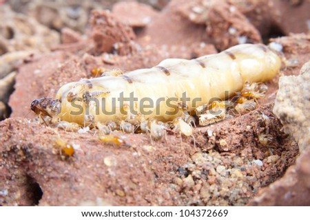 Queen Termite