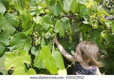 A little girl eats green grapes in a wine Vineyard in the Spring.