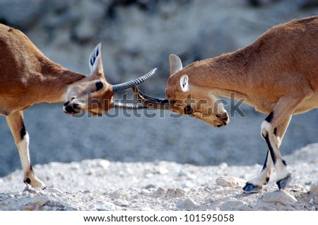 Ibex Mountain