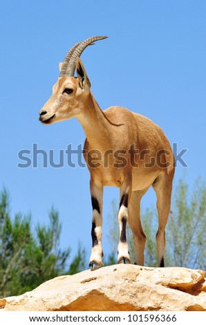 Ibex Mountain