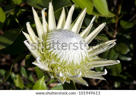 An open white King protea flower plant (Cynaroides). It is the National Flower of South Africa, in bloom close-up.