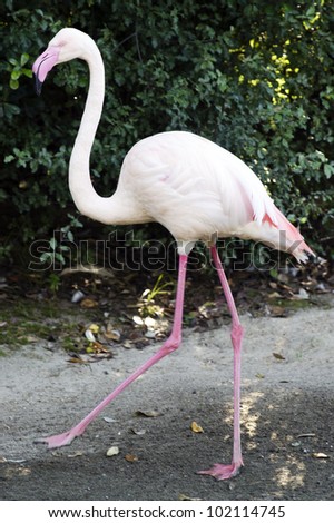 Flamingo walking.