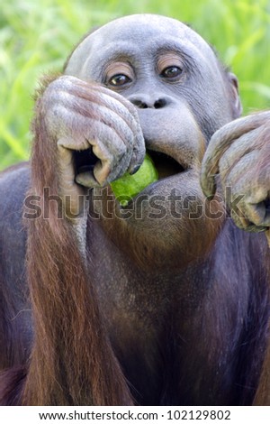 A young female orangutan orange monkey eats. Borneo, south east asia. l Ben-Ari/Chameleons Eye