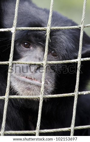 Portrait of a sad Siamang Gibbon Monkey.