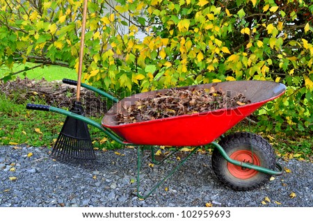 A red wheelbarrow and a rake in the garden full of dry leafs during the autumn season.