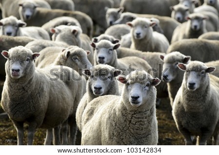 Flock of sheep, New Zealand.