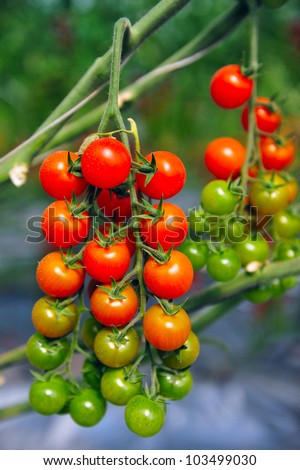 An orchard growing tree tomatoes