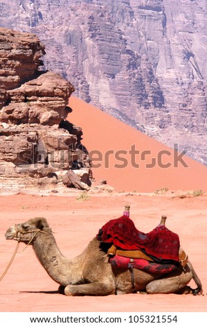 Camel sit on desert ground in Wadi Rum, Jordan.