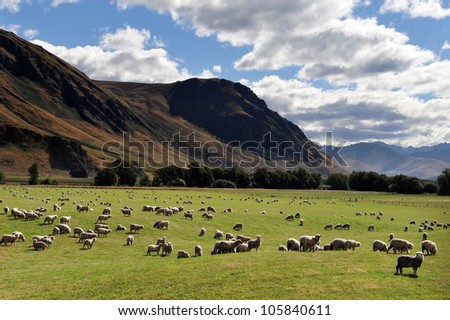 Farm with sheep landscape in south Island, New Zealand.