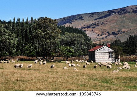 Old farm building with sheep in south Island, New Zealand.