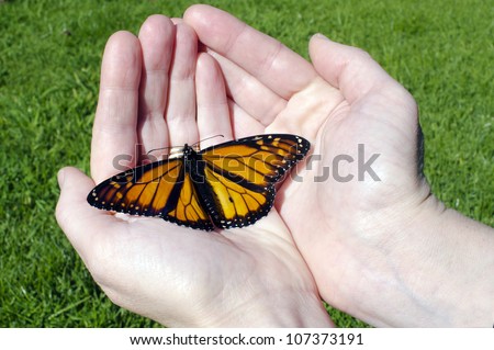 Monarch Butterfly sites on hands. Concept photo of freedom, resurrection, hope, joy, new beginnings, rebirth, transformation and change.