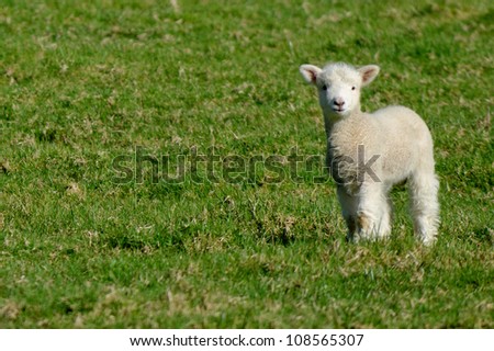 A lamb during spring in a sheep farm in New Zealand.