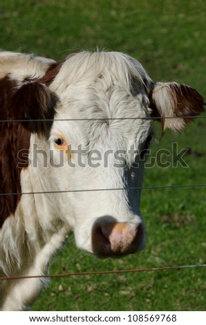 A brown milk cow in a dairy farm in New Zealand.