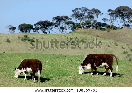 Two brown milk cow graze grass in a dairy farm in New Zealand.